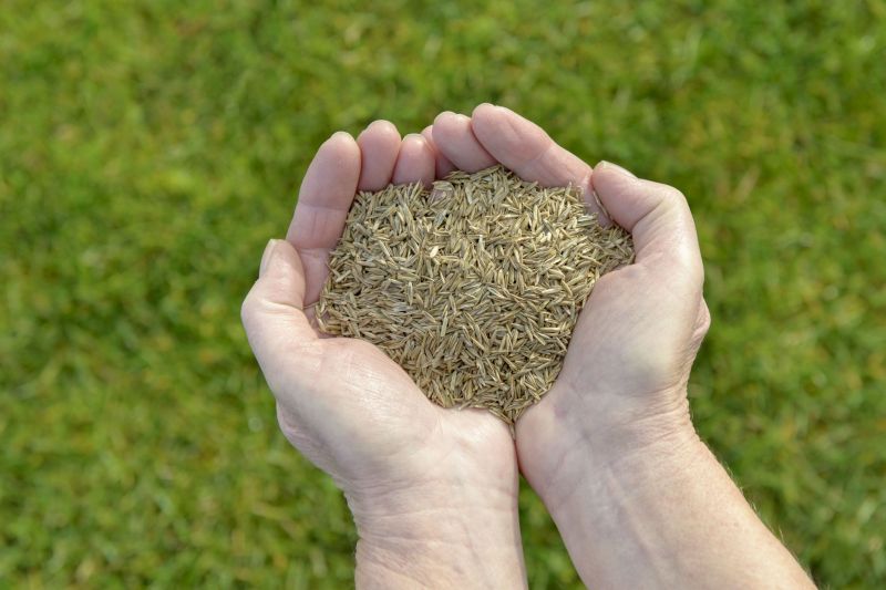 Ground Cover Planting