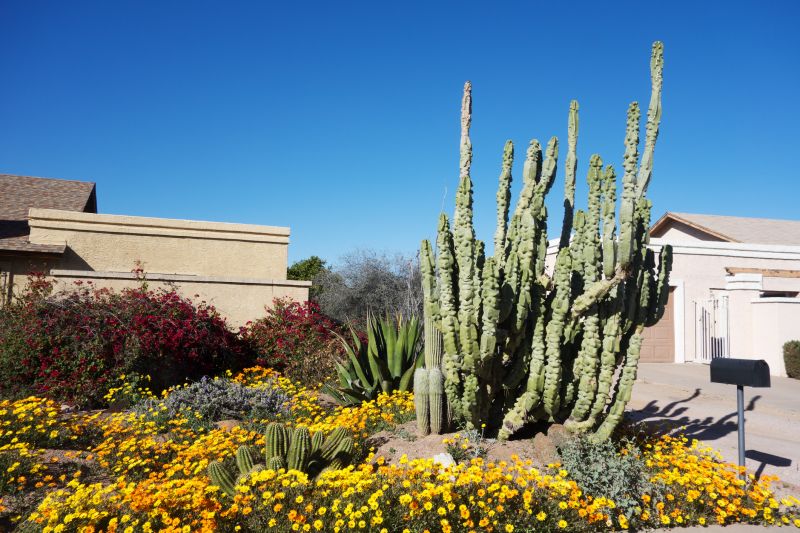 Desert-Inspired Gardens