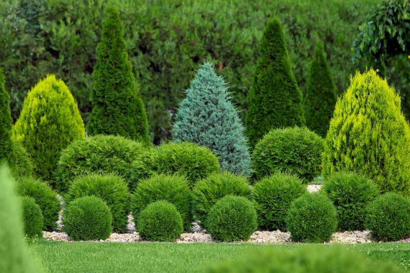 Privacy Shrub Planting