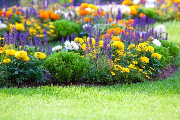 Flower Bed Maintenance in Goodyear