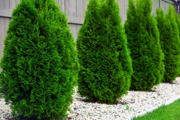 Arborvitae Planting in Goodyear