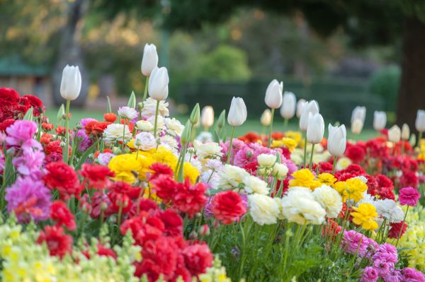 Gardening Service in Goodyear
