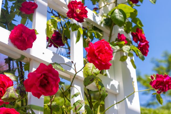 Home Gardening Service in Goodyear