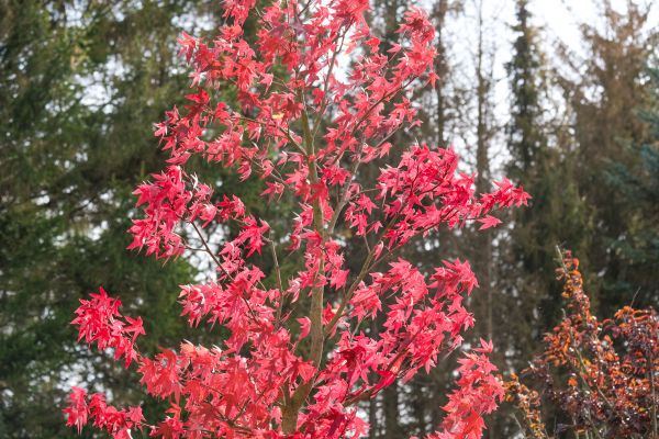 Japanese Maple Planting in Goodyear