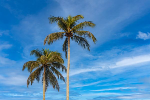 Palm Tree Planting in Goodyear