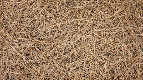Pine Needles Delivery in Goodyear