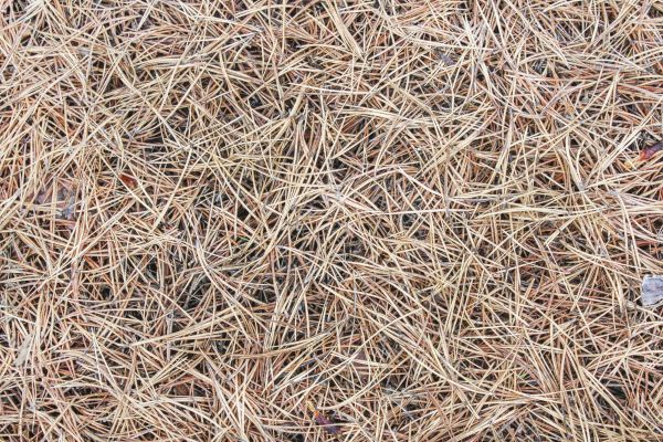 Pine Straw Installation in Goodyear