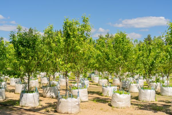 Tree Planting Service in Goodyear