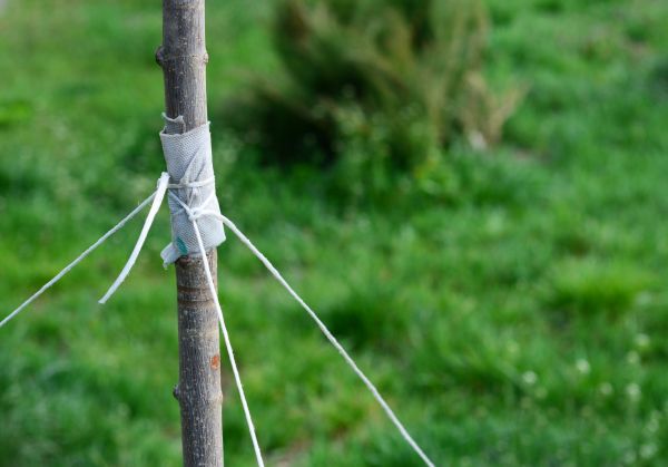 Tree Staking Service in Goodyear