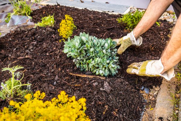 Weeding And Mulching in Goodyear