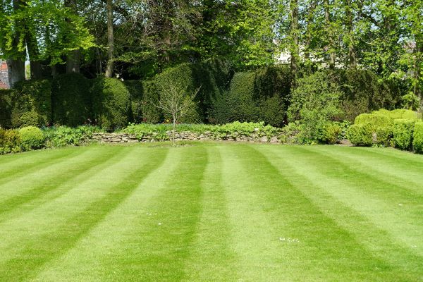 Lawn Renovation in Goodyear