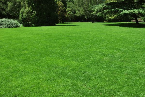 Lawn Landscaping in Goodyear