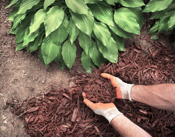 Shredded Mulch Service in Goodyear