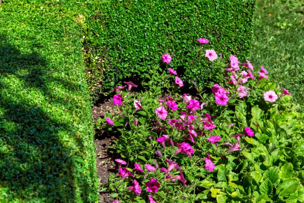 Softscaping Service in Goodyear