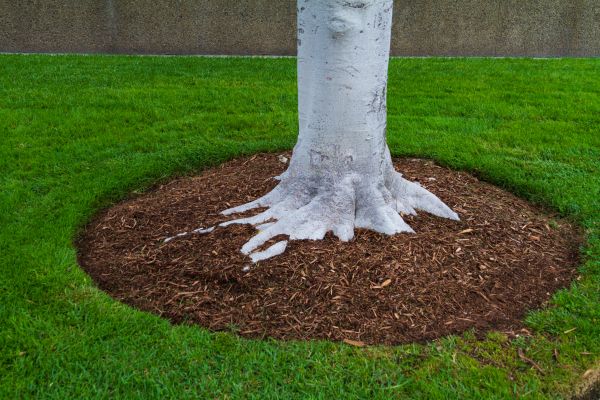 Brown Mulch Installation in Goodyear