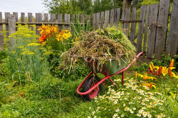 Garden Cleanup Service in Goodyear