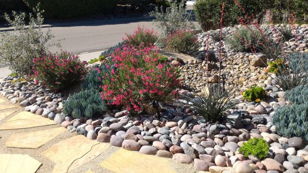 Xeriscape Landscaping in Goodyear