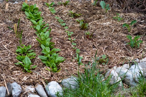 Mulch Service in Goodyear