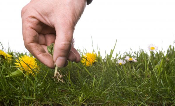 Lawn Weeding in Goodyear