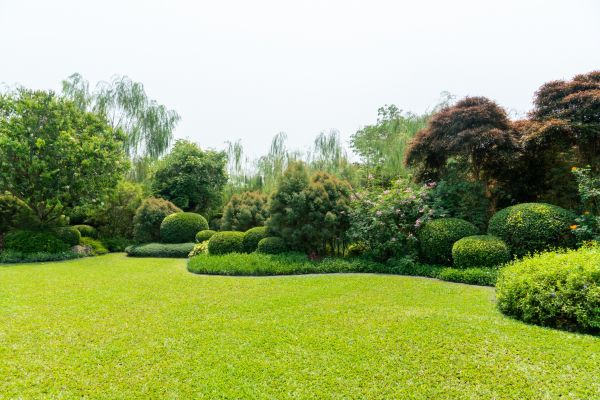 Tree Landscaping in Goodyear