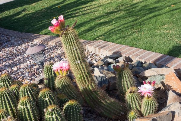 Desert Landscaping in Goodyear