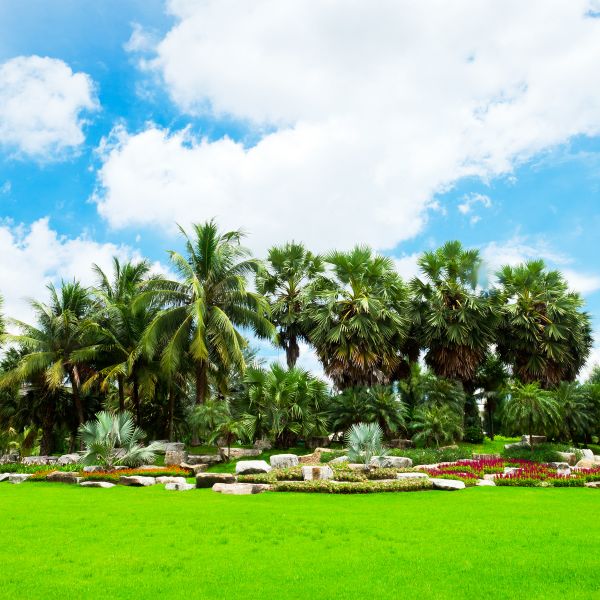 Tropical Landscaping in Goodyear