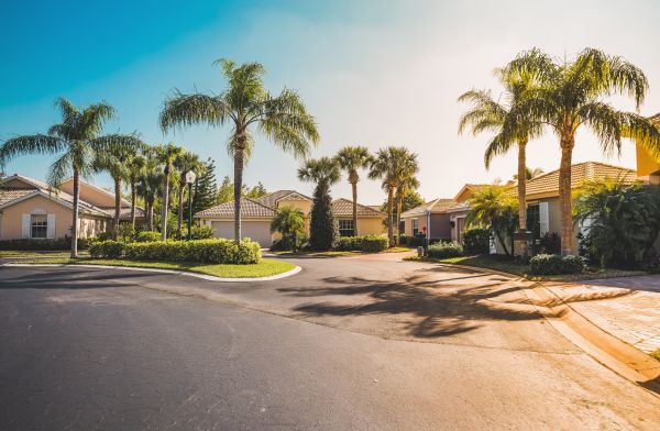Palm Tree Landscaping in Goodyear