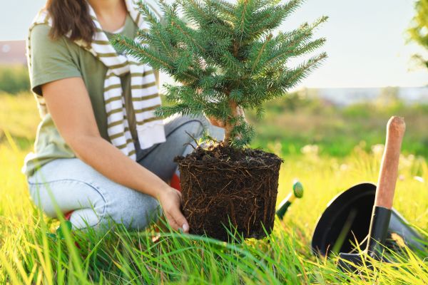 Spruce Tree Planting in Goodyear