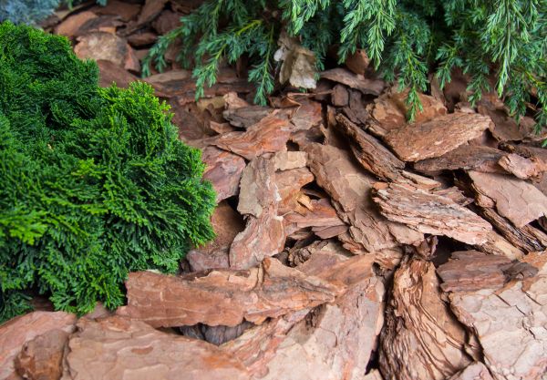 Pine Bark Installation in Goodyear