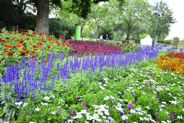 Perennials Planting in Goodyear