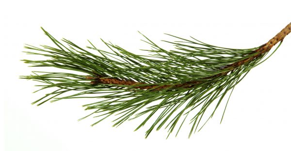 Pine Needles Installation in Goodyear