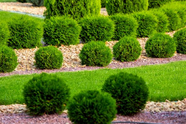 Bush Installation in Goodyear