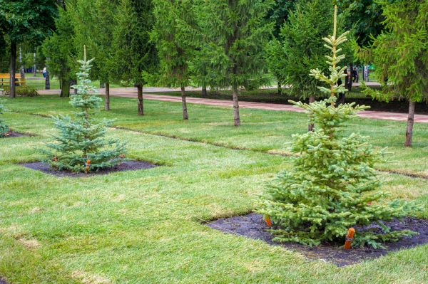 Privacy Trees Planting in Goodyear