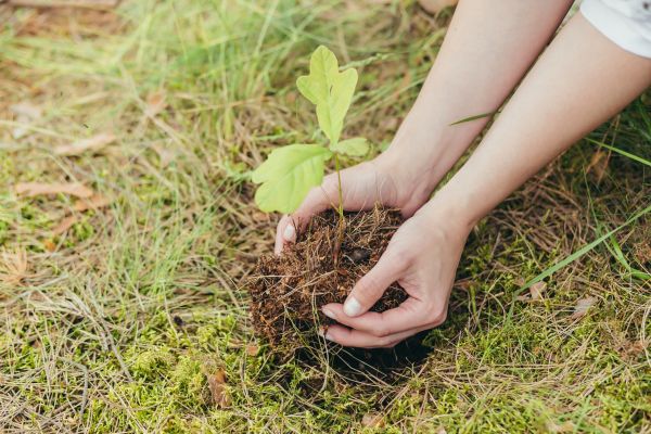 Oak Tree Planting in Goodyear
