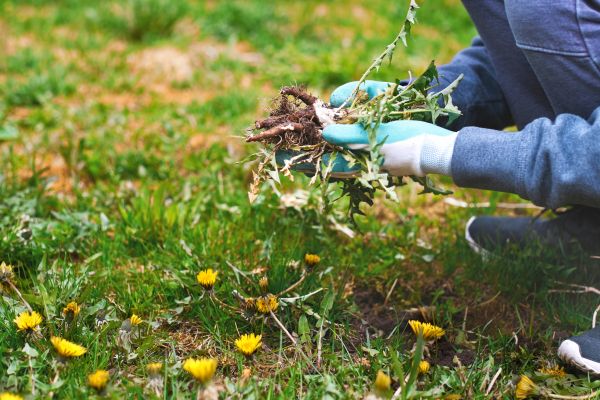 Flower Bed Clearing in Goodyear