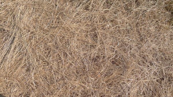 Pine Straw Replacement in Goodyear