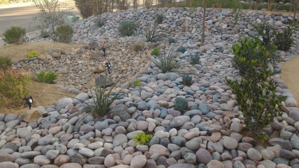Yard Xeriscaping in Goodyear