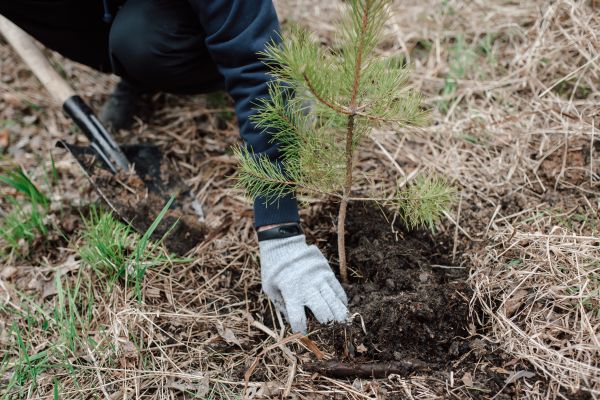 Pine Tree Planting in Goodyear