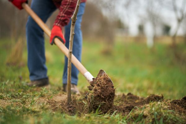 Trees Planting in Goodyear