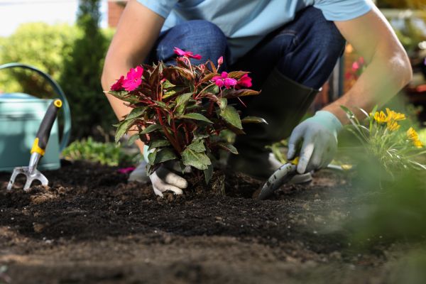 Plant Replacement in Goodyear