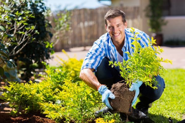 Shrub Landscaping in Goodyear