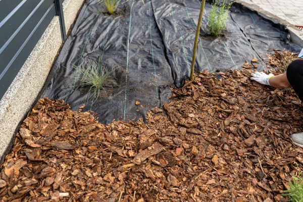 Pine Bark Spreading in Goodyear