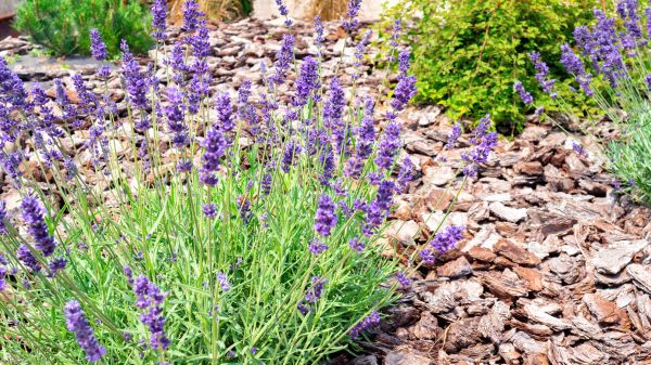 Pine Bark Landscaping in Goodyear