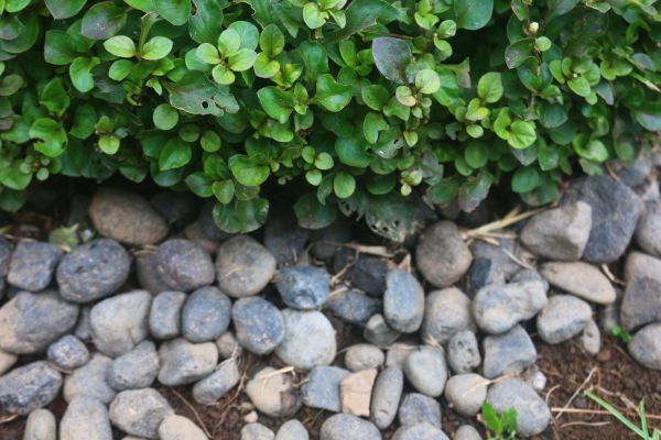 River Stone Installation in Goodyear