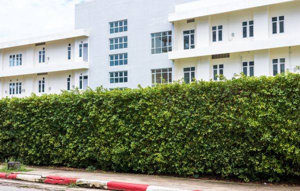 Privacy Landscaping in Goodyear