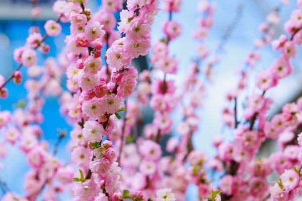 Japanese Cherry Tree Planting in Goodyear