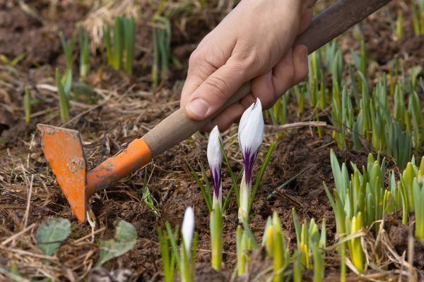 Flower Garden Weeding in Goodyear