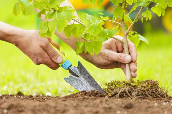 Fruit Tree Planting in Goodyear