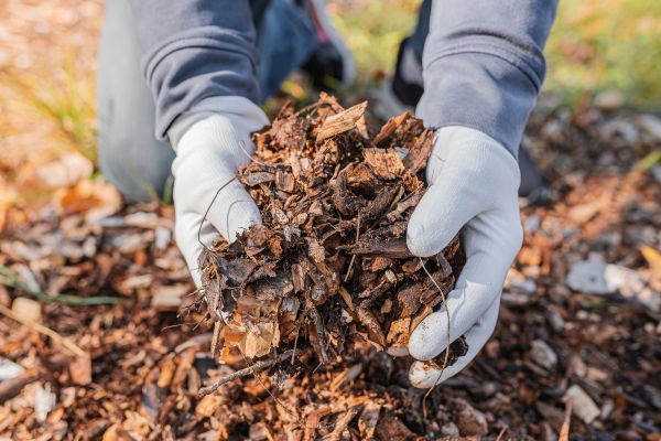Shredded Mulch Installation in Goodyear