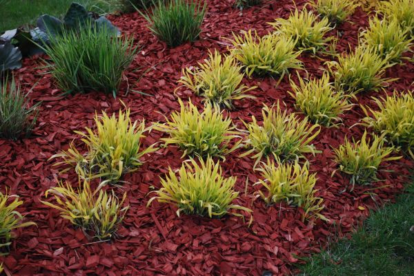 Red Mulch Installation in Goodyear